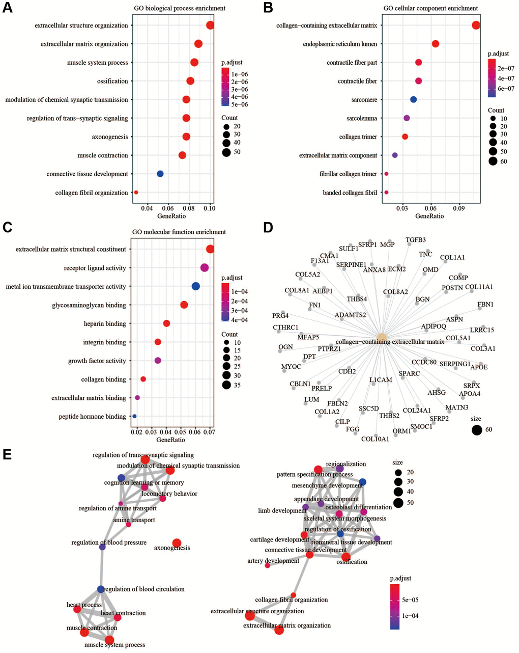 GO enrichment analysis. (A) GO biological process enrichment. (B) GO cellular component enrichment. (C) GO molecular function enrichment. (D) The up-regulated DEGs were related to collagen-containing extracellular matrix. (E) The relationship of different enriched biological processes.