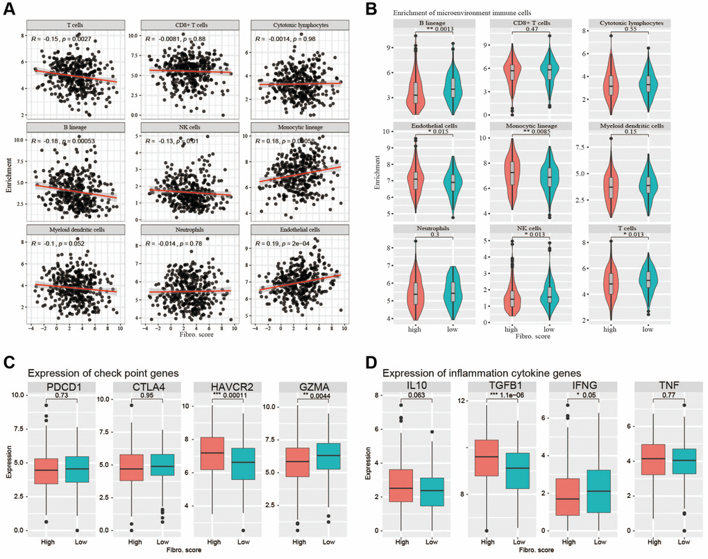 Correlations with immune cells and immune responses. (A) The B lineage cells, T cells, and NK cells were negatively correlated with the risk score, whereas endothelial cells and monocytic lineage content were positively correlated with the risk score. (B) The main immune cell lineages including B lineage, T cells and NK cells are higher in low-risk group (P C) The immune checkpoint genes (PDCD1, CTLA4, HAVCR2, GZMA) expression between high-risk group and low-risk group. (D) The inflammation cytokine genes (IL10, TGFβ1, IFNG, TNF) expression between high-risk group and low-risk group.