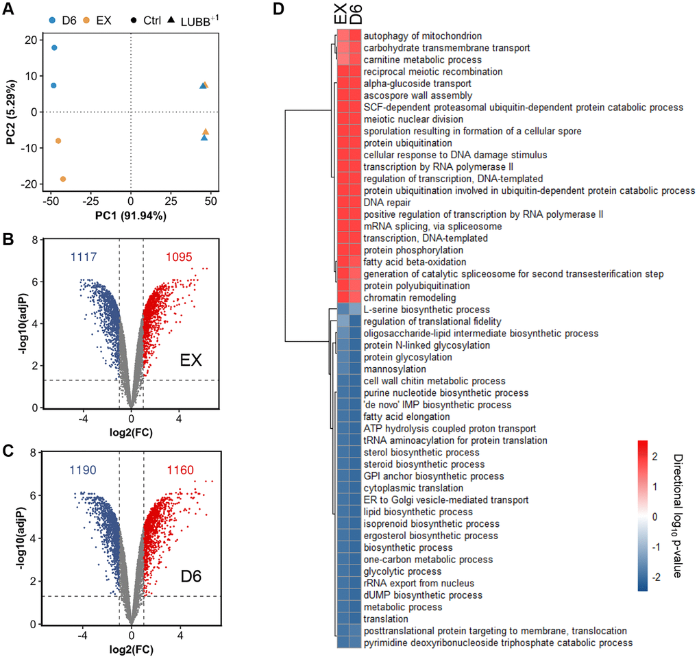 The global transcriptional response to constitutively low UBB+1 expression. (A) Principal Component Analysis (PCA) of the normalized microarray data. (B–C) Volcano plot of log2(FC) (Fold change) vs adjusted p value of differentially expressed genes comparing L-UBB+1 strain and control strain during EX (B) and D6 (C). The dashed vertical grey line indicates the threshold of log2(FC) (≤ -1 or ≥ 1), while the horizontal grey line indicates statistical significance threshold of adjusted p value D) The significantly enriched GO terms in L-UBB+1 strain compared to control strain during EX and D6 phases. The red color indicates upregulated processes and blue color indicates downregulated processes. Samples are biological duplicates.