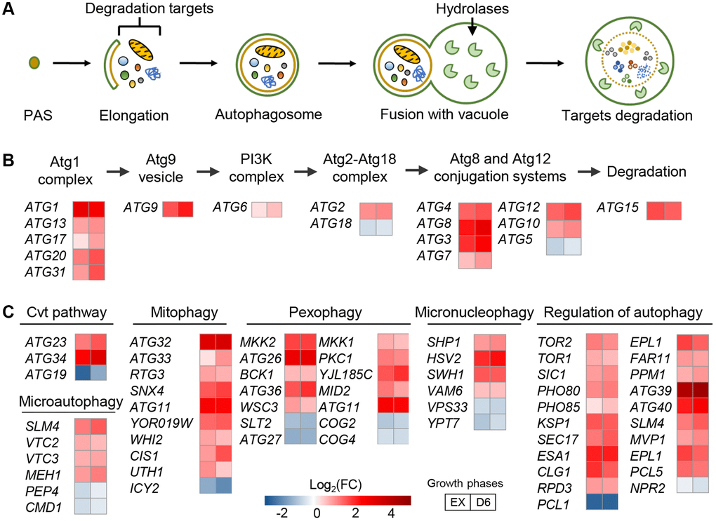 Low UBB+1 expression activates autophagy at the transcript level. (A) Schematic overview of autophagosome formation. (B) Fold changes in the expression of ATG genes encoding for autophagosome formation. Abbreviation: PI3K, phosphatidylinositol 3-kinase. (C) Fold changes in the expression of genes encoding different modes of autophagy. All comparison is between L-UBB+1 strain and control strain during EX and D6 phases (adj-p 