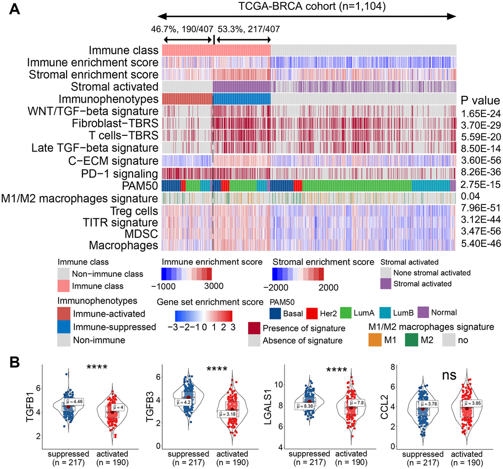 Identified immune-activated and -suppressed subclasses of the immune class. (A) Based on the activation of stromal signatures, the immune class was divided into immune-suppressed (217/407, 53.3%; blue bar) and immune-activated (190/407, 46.7%, red bar) subclasses by NTP. Immune suppression-related signatures were compared between the immune-activated and -suppressed classes. Red and blue bars correspond to high and low scores of each signature, respectively. The signatures predicted to be positive by the NTP algorithm are marked in red, and those predicted to be negative are marked in gray. (B) Expression levels of immunosuppressive genes were compared between the immune-activated and -suppressed subclasses. Abbreviations: TITR: tumor-infiltrating Tregs; MDSC: myeloid-derived suppressor cell; C-ECM: cancer-associated extracellular matrix; NTP: nearest template prediction; ns: not significant. P > 0.05, ****P ≤ 0.0001).