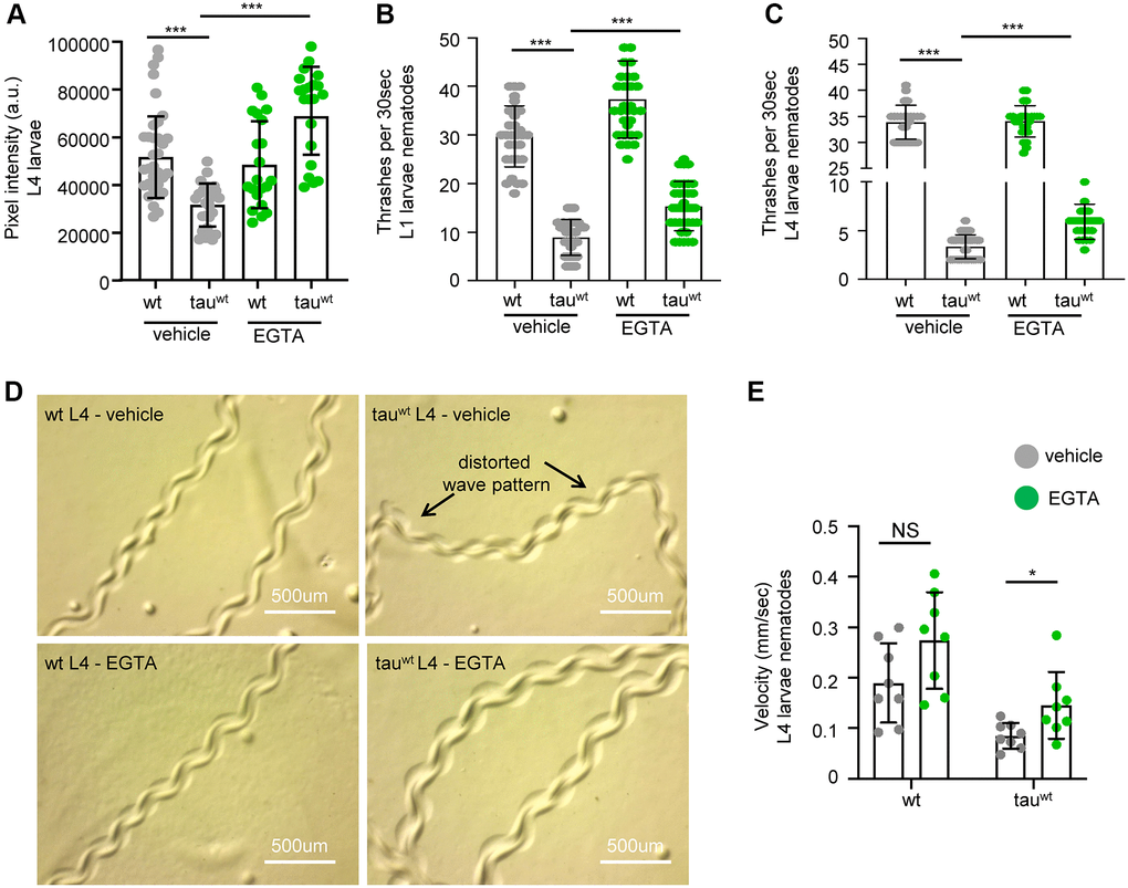 Cytoplasmic calcium chelation rescues motility defects in tauwt-expressing larvae. (A) Mitochondrial activity is increased in tauwt-expressing L4 nematodes upon 10 mM EGTA supplementation. Locomotion defects are ameliorated in both (B) L1 and (C) L4 tauwt-expressing nematodes in response to 10 mM EGTA treatment (n = 50; ***P t-test). (D) Representative images of wild type and tauwt-expressing nematodes tracks with or without 10 mM EGTA treatment. (E) Velocity assessment of wild type and tauwt-expressing nematodes with or without 10 mM EGTA treatment (n = 8; NS P > 0.05, *P t-test).