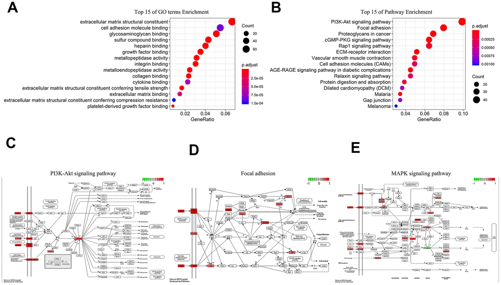 Biological analysis of 5-lncRNA (Green represents low expression, Red means high expression). (A) Top 15 enrichment terms in GO. (B) Top 15 pathways in KEGG. (C) PI3K-AKT signaling pathway. (D) Focal adhesion. (E) MAPK signaling pathway.