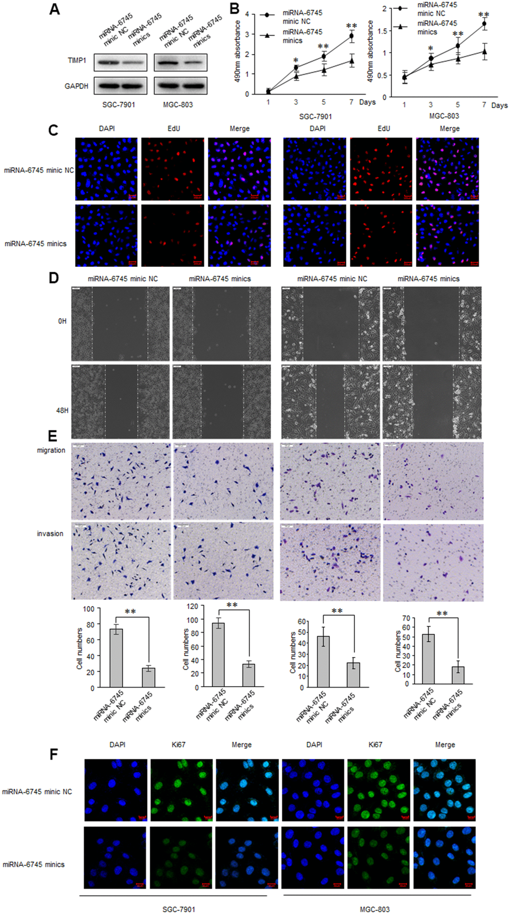 miR-6745 inhibits migratory and invasive ability of GC cells. SGC-7901 and MGC-803 cells were transduced with miRNA-6745 mimic NC or miRNA-6745 mimics. (A) Levels of TIMP1 were detected by western blot. (B) MTS assay indicted that miR-6745 mimics inhibited ability of proliferation. (C) Effect of miR-6745 on cell proliferative abilities was examined by EdU incorporation assay. (D) Cell would healing ability was impaired in miRNA-6745 mimics cells. (E) Chamber invasion ability was damaged in miRNA-6745 mimics cells. (F) The expression levels of Ki67 were detected by immunofluorescence. Data represent the means ± SEM. **P 