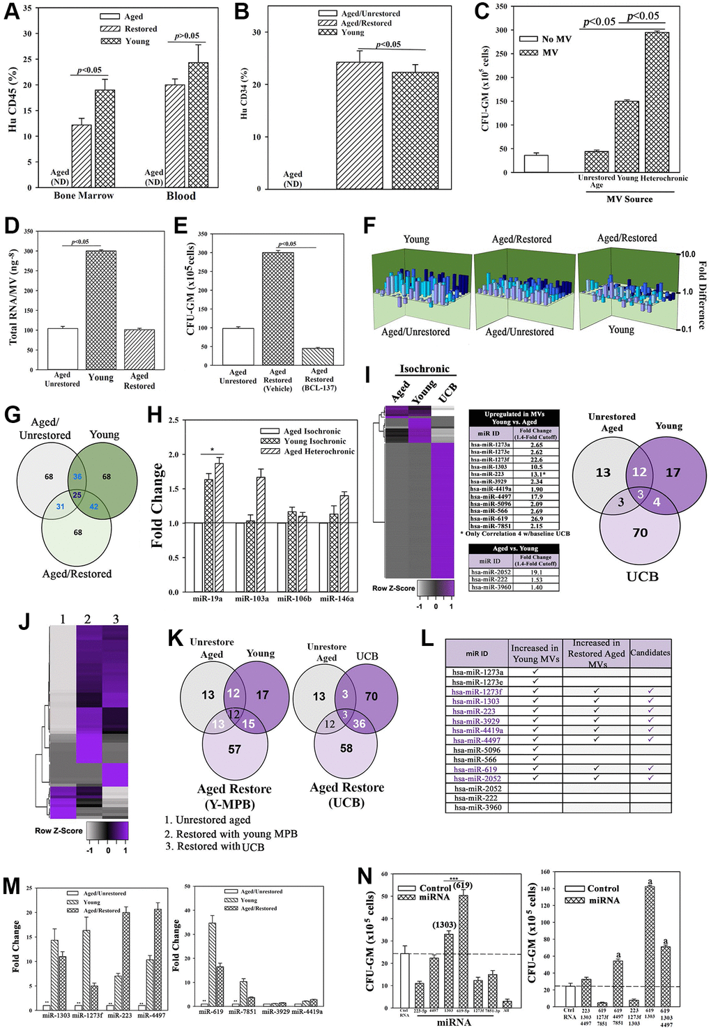 Restored cells transplanted in NSG mice with aged human hematopoietic system (huNSG) and exosomal RNA in restoration. (A and B) HuCD34+ cells (105), pooled from wk 33 mice (Figure 2H) were injected into naïve NSG mice (n = 3). At 12 wks, mice were analyzed for huCD45+ and huCD34+ cells. ND = none detected. (C) Pooled MVs (106) from heterochronic or isochronic (young and aged) cultures were added to naïve aged MPBs on day 0 and 4 and at day 7, CFU-GMs were assessed in clonogenic assays, mean ± SD, n = 5. (D) Total RNA in MVs isolated from heterochronic cultures, ng-8/MV ± SD, n = 8. (E) BCI-137 or vehicle was added to heterochronic or isochronic cultures, CFU-GM ± SD, n = 5. (F) 3D plots with data from qPCR miR array data using RNA from MVs. (G) Venn diagram showing differential and overlapping miRNAs. (H) qPCR for differentially expressed MV miRs. Shown are the consistently upregulated miR in young isochronic (dark green bar) and heterochronic cultures (striped bar), mean ± SD, n = 3. Aged isochronic cultures were assigned a value of 1. *p ≤ 0.05 vs. control. (I) MiRnome sequencing used small RNA from MVs of aged and young MPBs or UCB. Heatmaps used miRNA, > 1.4-fold between aged and young samples. Venn diagrams depicts the differential and overlapping miRNAs. (J, K) Studies, similar to `I’, compared miRNAs, sequenced from MVs of aged isochronic and heterochronic (cultured with young MPB or UCB) samples. (L) The 12 miRs showing differential expression between aged and young in ‘I’ were compared to miRs that were increased in heterochronic vs. aged isochronic cultures (I, J). Shown are the increased 8 miRs in restored cells. (M) qPCR for the 8 miRs, 7 biological replicates, each in triplicate. The data are normalized to miR-7641-2 and presented as fold change using 1 for aged control. (N) 6 validated miRs or control miRs were expressed, alone (left) or together (right) in 5 biological replicates, each in triplicate. CFU-GM at day 7, mean ± SD. *p ≤ 0.05 vs. control. See also Supplementary Figures 3 and 4.