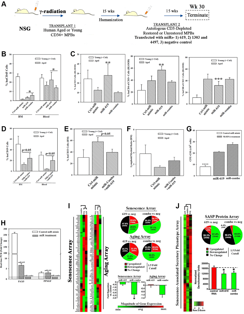 Hematopoietic restoration with miRNAs. (A) Restoration protocol with NSG was similar to Figure 2H. Chimeric mice were given autologous CD3-depleted aged MPBs, transfected with miR-619, miR-combo, −619, −1303 and −4497, or control (RNA mimic) and then cultured for 7 days, (n = 18). (B–E) Mice were analyzed for huCD45 in BM and blood (B); huCD3, CD4 and CD8 in blood (C); HuCD19 in blood and BM (D); HuCD33 in BM (E). Results presented as % mean cells ± SD (F) Lymphoid:Myeloid ratio (CD3++CD19+/CD33+) in BM. (G) CFU-GM with huCD45+ cells from femurs, mean ± SD. (H) qPCR for PAX5 and PPM1F with RNA from huCD45+cells from femurs. Fold change ± SD used 1 for the lowest value. (I, J) RNA from `H’ were analyzed in qPCR human senescence and aging arrays. Normalized results used 1.5-fold cutoff to classify up- or down-regulation, or no change (I). SASF analyses with plasma. Semi-quantitative densitometry used 1.5-fold cutoff, similar to I (J). Differential gene and protein expressions as heatmaps (left), pie charts (top) and bar graph (bottom), mean ± SD. *p ≤ 0.05 vs. control. See also Supplementary Figure 5.