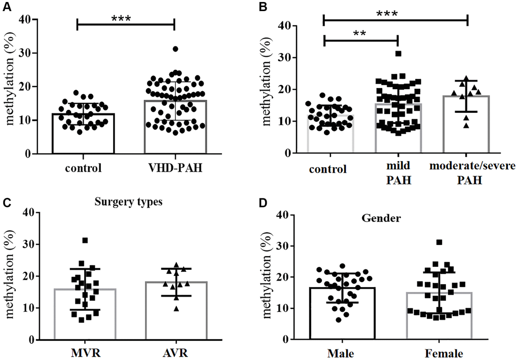 DNA methylation levels at the BMPR2 promoter were significantly increased in the VHD group compared with the control group. (A) Average levels of DNA methylation of 10 CpG sites at the BMPR2 promoter of the VHD group of 55 patients were compared with those of the healthy control group of 28 people. (B) The mean BMPR2 DNA methylation levels of the patient cases with different pulmonary artery pressure (PASP) were significantly increased compared with the controls. Moderate/severe PAH, PASP ≥ 55 mmHg. Mild PAH, 30mmHg ≤ PASP C) The operation type of MVR or AVR had no effect on the BMPR2 promoter DNA methylation levels. MVR, Mitral valve replacement; AVR, Aortic valve replacement. (D) The mean BMPR2 methylation levels were not different comparing male VHD patients with female VHD patients. For statistical comparisons, **P ***P 