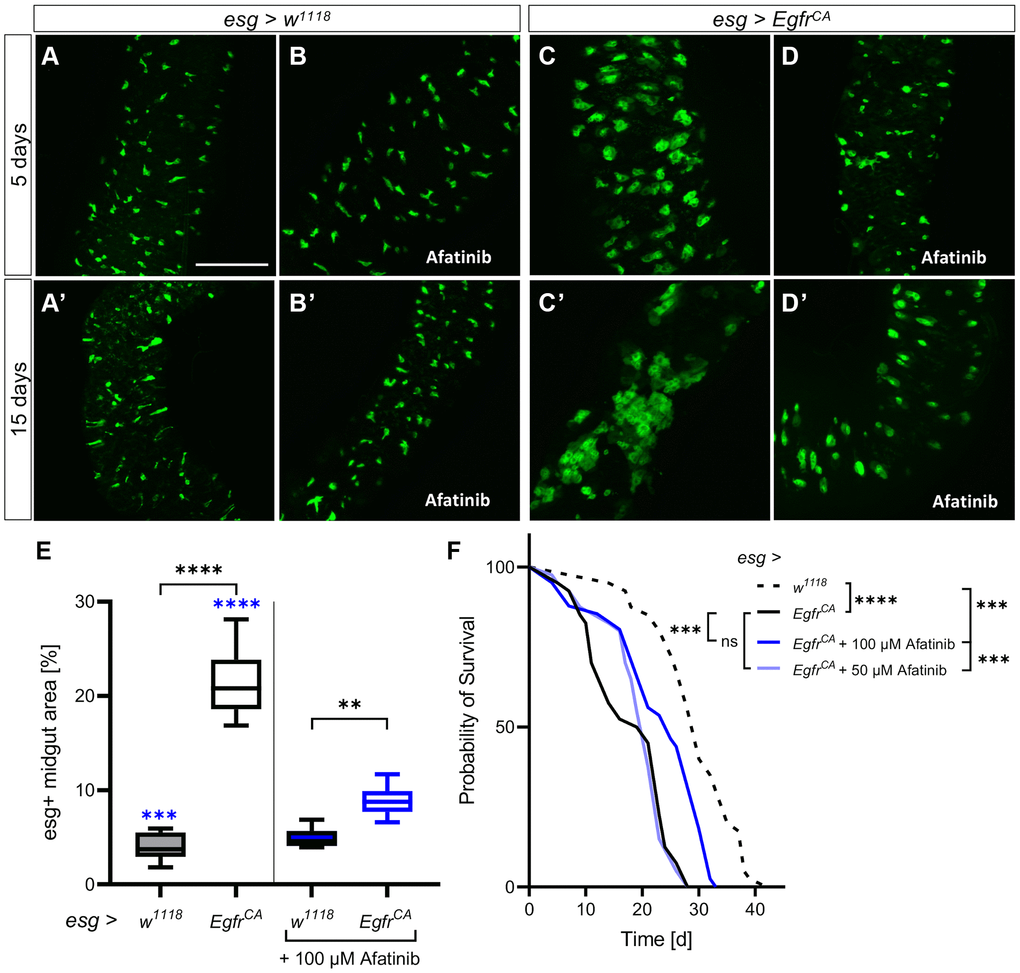 Afatinib reduces the EgfrCA-induced phenotype. Control animals (esg > w1118) and animals with Egfr-induced over-proliferation (esg > EgfrCA) of intestinal stem cells and enteroblasts (esg+ cells) were treated with afatinib (100 μM) during induction. The esg+ cells are marked with GFP. (A, B) Intestines of control flies with and without treatment after 5 days and (A’, B’) 15 days. (C, D) Intestines of EgfrCA animals with and without treatment after 5 days and (C’, D’) 15 days. (E) Quantification of the area covered by GFP-positive cells in midguts indicating the number of esg+ cells after 5 days of intervention. n = 10–13. (F) The lifespan of animals treated with 100 μM or 50 μM afatinib. n = 40. Statistical significance was tested by one-way ANOVA and the Tukey test. Lifespan significance was tested by the log-rank (Mantel-Cox) test. Significances are marked with lines or corresponding color. ns = not significant, ** = p *** = p **** = p 