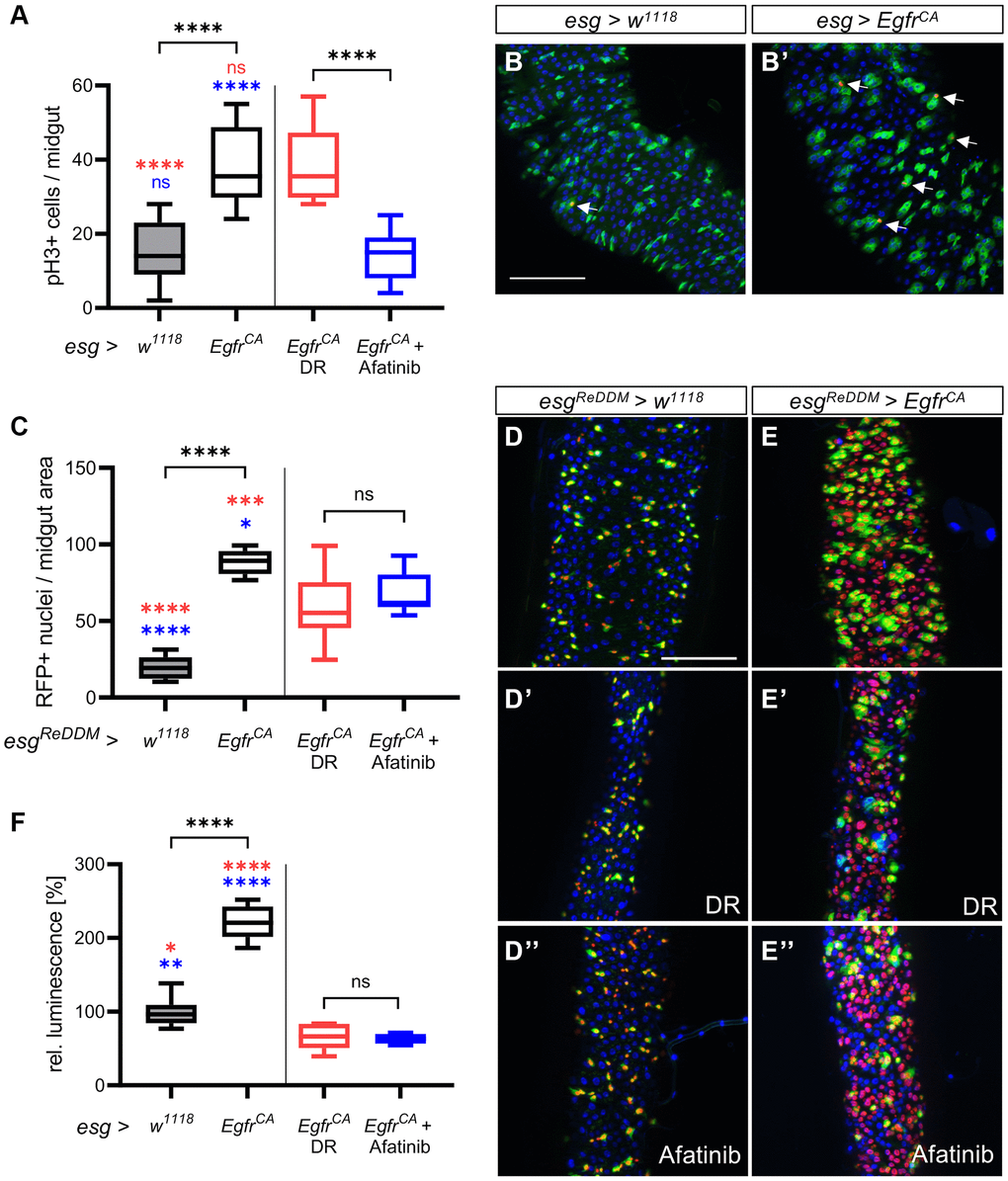 Detailed phenotypic analysis of the effects of DR and afatinib. Control animals (esg > w1118) and animals with an Egfr-induced over-proliferation (esg > EgfrCA) of intestinal stem cells and enteroblasts (esg+ cells) were either exposed to dietary restriction (DR) or treated with afatinib at induction. (A) Midguts were stained with an antibody for phospho-histone 3 to mark cells undergoing mitosis after 5 days. Ph3-positive stained cells in the whole intestine were counted. n = 9–11. (B, B’) Midguts of control animals (esg > w1118) and animals with Egfr-induced over-proliferation (esg > EgfrCA); esg+ cells are marked with GFP and mitotically active cells are stained red with an anti-pH3 antibody (indicated by the white arrows). (C) Quantification of cells that are RFP-positive through induction of the ReDDM system after 5 days. n = 10–11. (D–E) Control animals (esgReDDM > w1118) and animals with an Egfr-induced over-proliferation (esgReDDM > EgfrCA) in esg+ cells of the midgut were either exposed to DR at induction (D’, E’) or treated with afatinib (D”, E”). Esg+ cells are shown in green, RFP-positive progeny are shown in red, and nuclei are shown with blue DAPI staining. (F) Luciferase was quantified in whole animals as a measure of the over-proliferation phenotype after 15 days of induction. n = 5–7. Statistical significance was tested by one-way ANOVA and the Tukey test. Significances are marked with lines or the corresponding color. ns = not significant, * = p ** = p *** = p **** = p 