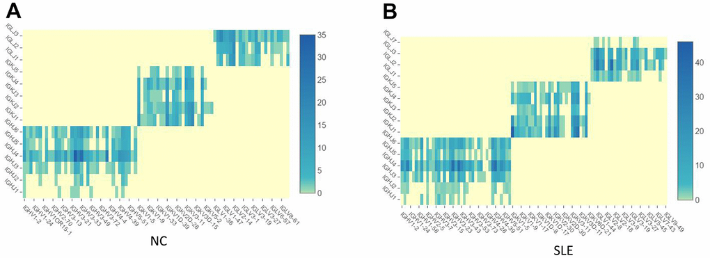 The BCR clonotypes was increased in SLE than in NC. (A) The heatmap of BCR in the NC group. (B) The heatmap of BCR in the SLE group.