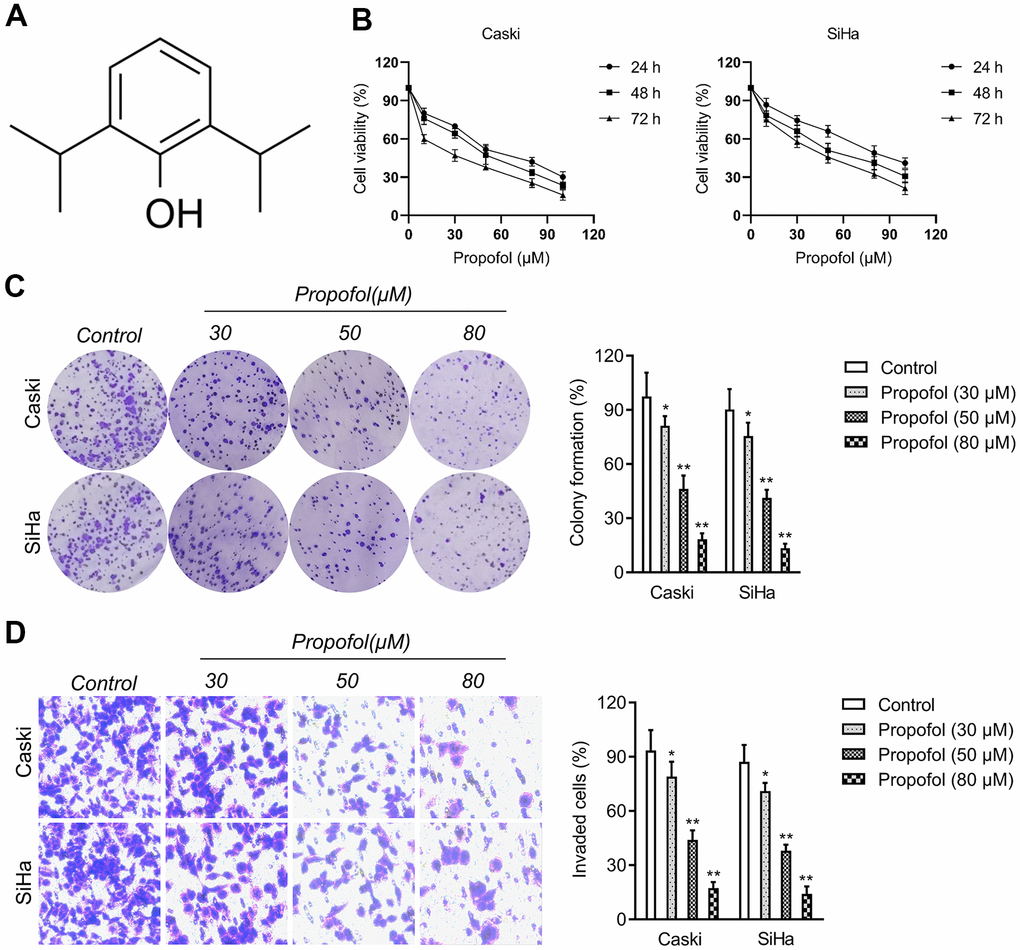 Propofol reduces cervical cancer cell growth and invasion. (A) Chemical structure of propofol. (B) CCK-8 proliferation assay of Caski and SiHa cells treated with different concentrations of propofol for 24 hours, 48 hours or 72 hours. (C) Colony formation assay of Caski and SiHa cells treated with propofol (30~80 μM). (D) Transwell invasion assays showed that propofol decreased the invasion ability of Caski and SiHa cells. *P**P