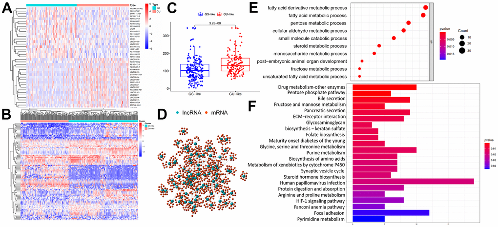 Identification and functional annotations of genomic instability-related lncRNAs. (A) GU-like group and GS-like group identification according to the top 25% samples and the last 25% ones in the ranking list of cumulative somatic mutations. The left blue cluster is GS-like group, and the right red cluster is GU-like group. (B) Unsupervised clustering of 364 HCC patients based on the expression pattern of 88 candidate genomic instability-related lncRNAs. The left orange cluster is GU-like group, and the right blue cluster is GS-like group. (C) Boxplots of somatic mutations in the GU-like group and GS-like group. Somatic cumulative mutations in the GU-like group are significantly higher than those in the GS-like group. (D) Coexpression network of genomic instability-related lncRNAs and mRNAs. The red circles represent mRNAs, and the blue circles represent lncRNAs. (E, F) Functional enrichment analysis of GO and KEGG for mRNAs co-expressed lncRNAs.