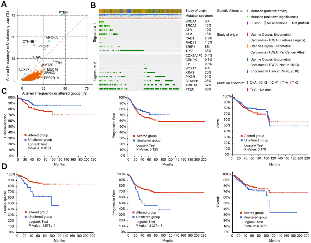 BRCA-associated features identified two signatures with different mutation patterns and disease outcomes in EC. (A) Co-expression analysis of the altered group and unaltered group in EC. Altered group: patients with mutations in the above BRCA-related genes; unaltered group: patients without mutations in the above BRCA-related genes (B) Oncoprint visual summary of Signature 1 and Signature 2 in EC patients. (C) DFS, PFS, and OS analysis in EC patients with or without Signature 1 alterations. (D) DFS, PFS, and OS analysis in EC patients with or without Signature 2 alterations.