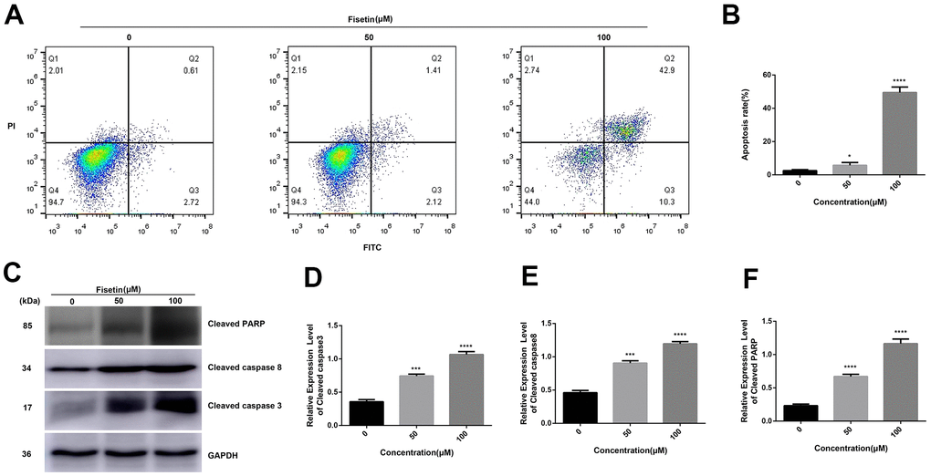 Fisetin induces the apoptosis of PANC-1 cells. (A) Flow cytometry evaluation of PANC-1 cells inoculated with 0, 50 and 100μM fisetin for 24 h. (B) Histogram exhibiting apoptosis rate in each group. (C) Western blot assessment of apoptosis-linked proteins. (D) Histogram illustrating cleaved caspase 3 protein contents. (E) Histogram illustrating cleaved caspase 8 protein contents. (F) Histogram illustrating cleaved PARP protein contents. All assays were replicated thrice and data are given as means±SD. *p