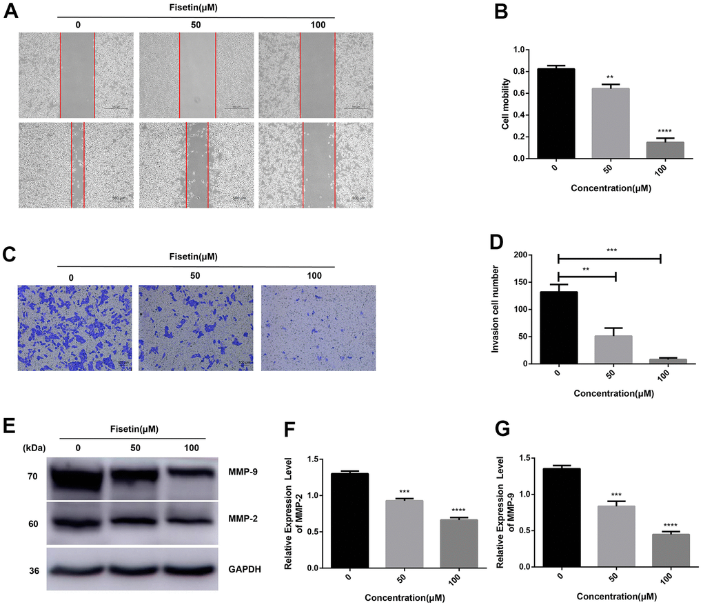 Fisetin dampens the migration along with the infiltration of PANC-1 cells. (A) Wound healing assays of PANC-1 cells inoculated with 0, 50 and 100μM fisetin for 24 h. (B) Histogram exhibiting PANC-1 cell mobility in each group. (C) Transwell assays of PANC-1 cells inoculated with 0, 50 and 100μM fisetin for 24 h. (D) Histogram illustrating the infiltration cell number in each group. (E) Western blot assessment of metastasis-linked proteins. (F) Histogram illustrating MMP-2 protein contents. (G) Histogram illustrating MMP-9 protein contents. All experiments were replicated thrice and data are given as means±SD. **p