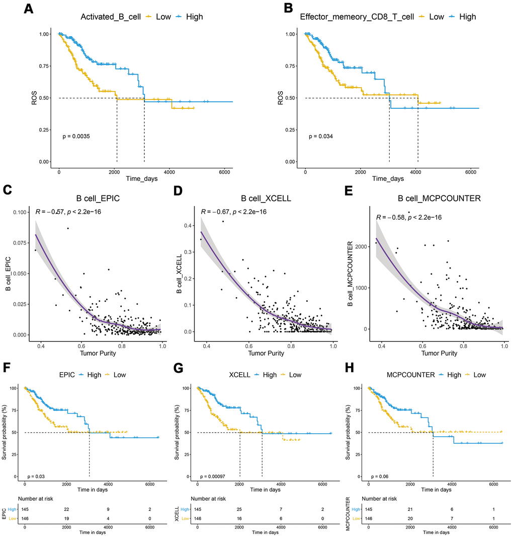 Correlation between of immune cells with tumor purity and prognosis in CESC. (A, B) A Kaplan–Meier analysis showed that CESC with a high infiltration level of activated B cells or effector memory CD8 T cells had a better prognosis. (C–E) B cell infiltration was significantly negatively correlated with tumor purity. (F–H) Kaplan–Meier analysis showed that patients with high B-cell infiltration levels had a better prognosis.