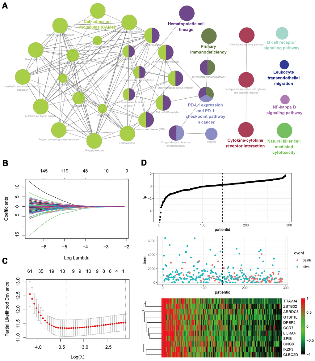 Development of a B-cell infiltration related prognostic model. (A) A KEGG enrichment analysis of 420 genes related to B-cell infiltration and prognosis. (B–D) A LASSO Cox regression model was constructed based on B-cell infiltration-related genes to calculate the tuning parameter (λ) based on the partial likelihood deviance with tenfold cross-validation. The optimal log λ value is indicated by the vertical black line in the plot.