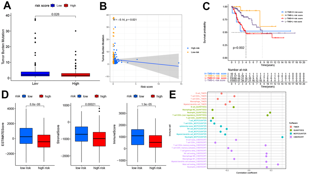 The relationship between the pyroptosis-related signature and the TMB, TME, and immune cell infiltration. (A) Patients in the high-risk group had lower TMB (PB) The correlation between risk score and TMB (R=-0.14, PC) Kaplan-Meier curves showed lower overall survival rates in the low-TMB combined with the high-risk group than in the other three groups(PD) The relationship between the risk score and TME, patients in the high-risk group had the lower stromal score, immune score, and estimate score(PE) The relationship between the risk score and immune cell infiltration is based on TIMER, QUANTISEQ, MCPCOUNTER, and CIBERSORT algorithm. Bubble plot for immune responses significantly associated with a risk score. TMB, tumor mutation burden. TME, tumor microenvironment.