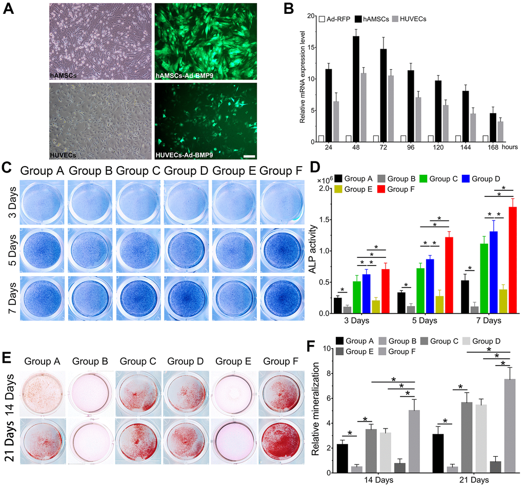 BMP9 enhances osteoblastic differentiation of hAMSCs cocultured with HUVECs in vitro. The adenovirus Ad-BMP9 (green) was shown to successfully transfect hAMSCs and HUVECs for 24 h (×100, bar: 50μm) (A); Ad-BMP9 upregulated the gene expression level of BMP9 over 17 times and 12 times of hAMSCs and HUVECs at 48 h, respectively (B); Overexpressed BMP9 enhanced ALP activity in hAMSCs cocultured with HUVECs at 3, 5 and 7 d (C); ALP biochemical quantification results showed BMP9 increased the expression of ALP in cocultured hAMSCs and HUVECs at 3, 5 and 7 d, respectively (D); The bone mineralization in each group were detected by Alizarin Red S staining assay under the treatment as shown at 14 and 21 d (E); The quantification of mineralization in each group were analyzed under the treatment as shown at 14 and 21 d (F) (*P 