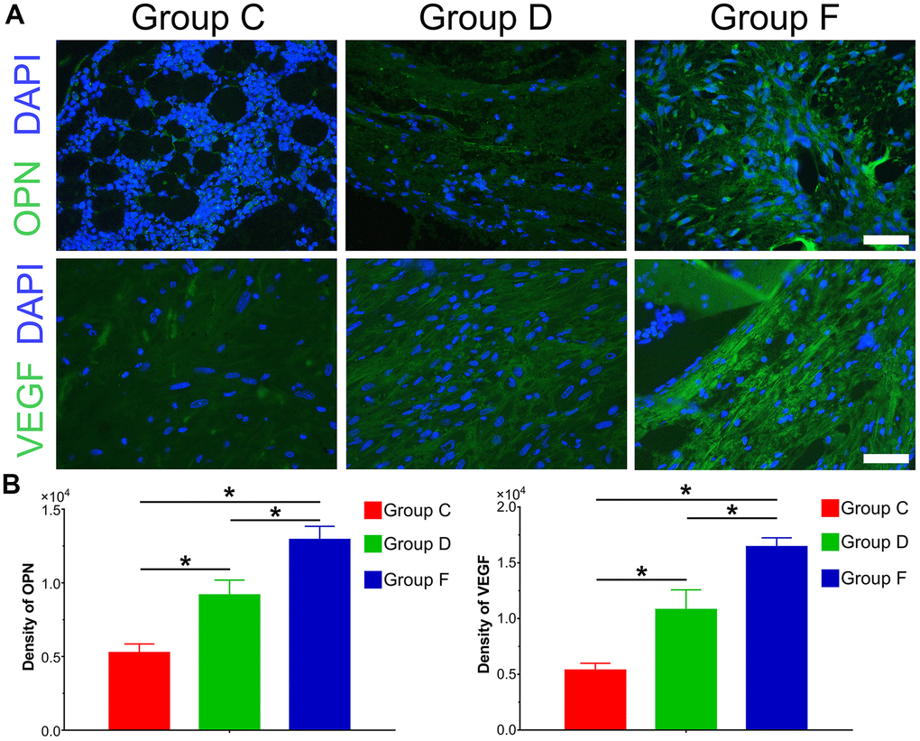 Immunofluorescence staining and quantification analysis of osteogenic and angiogenic differentiation of cocultured hAMSCs and HUVECs in vivo. Immunofluorescence and quantified analysis of ectopic bone masses to investigate the synthesis of osteogenic relative factors OPN (green) and VEGF (green) (×400, bar: 20 μm) (A); The protein expression of OPN and VEGF were analyzed by immunofluorescence and quantified analysis (B) (*P 