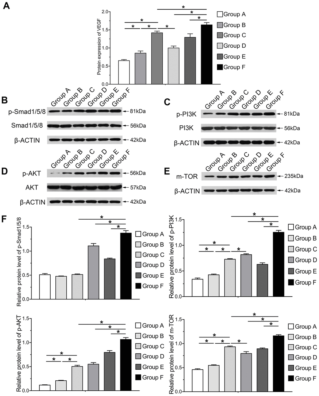 Molecular mechanism and signaling pathways underlying BMP9 enhanced osteogenesis and angiogenesis in cocultured hAMSCs with HUVECs. ELISA was adopted to detect the effect of BMP9 that regulates protein expression of VEGF in cocultured hAMSCs and HUVECs (A); Western blot and quantification analysis were used to determine the expression of p-Smad1/5/8, Smad1/5/8, p-PI3K, PI3K, p-AKT, AKT, and mTOR in each group as shown at 5 d after transfection. The results suggested that BMP9 enhanced osteogenesis and angiogenesis of cocultured hAMSCs and HUVECs by activating the BMP/Smad and PI3K/AKT/m-TOR signaling pathways through upregulating the level of phosphorylation of Smad1/5/8 and of PI3K, AKT, and protein expression of m-TOR (B–F) (*P 