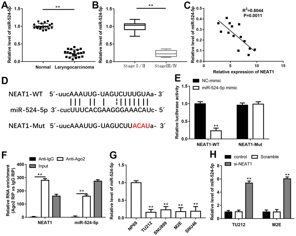 NEAT1 bound to miR-524-5p and inhibited its expression. QPCR was performed to analyze the levels of miR-524-5p in human laryngocarcinoma tissues and normal adjacent tissues (A) and laryngocarcinoma patients with different stage tumors (B). (C) Spearman’s correlation analysis was used to evaluate the expression relationship between NEAT1 and miR-524-5p. (D) The predicted binding sites of NEAT1 and miR-524-5p. (E) The luciferase reporter gene assay was conducted to confirm the target relationship between NEAT1 and miR-524-5p. (F) RIP assay was conducted to examine miR-524-5p endogenously associated with NEAT1. (G) The level of miR-524-5p in normal nasopharyngeal epithelial cell line and laryngocarcinoma cell lines. (H) The expression of miR-524-5p in TU212 and M2E cells after transfection with si-NEAT1. ** P 