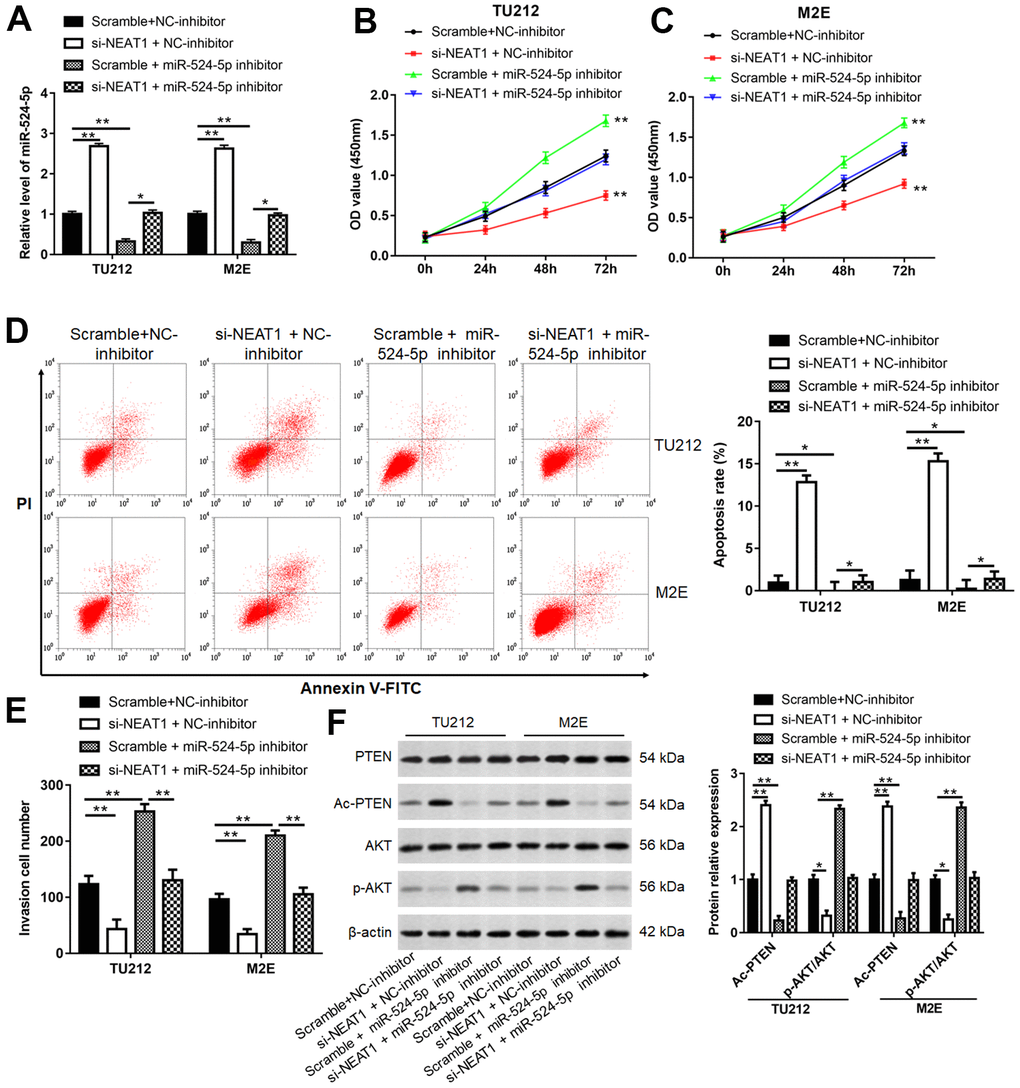 NEAT1 promoted laryngocarcinoma growth and metastasis via sponging miR-524-5p. (A) TU212 and M2E cells were transfected si-NEAT1 or/and miR-524-5p inhibitor, and the transfection efficiency was detected using qPCR. (B, C) CCK-8 assay was performed to analyze cell proliferation. (D) Apoptosis rates in each group were detected using Flow cytometry. (E) The invasion ability was evaluated using Transwell invasion assay. (F) Western blot analysis was used to detect the protein levels of PTEN, Ac-PTEN, AKT and p-AKT. * P P 