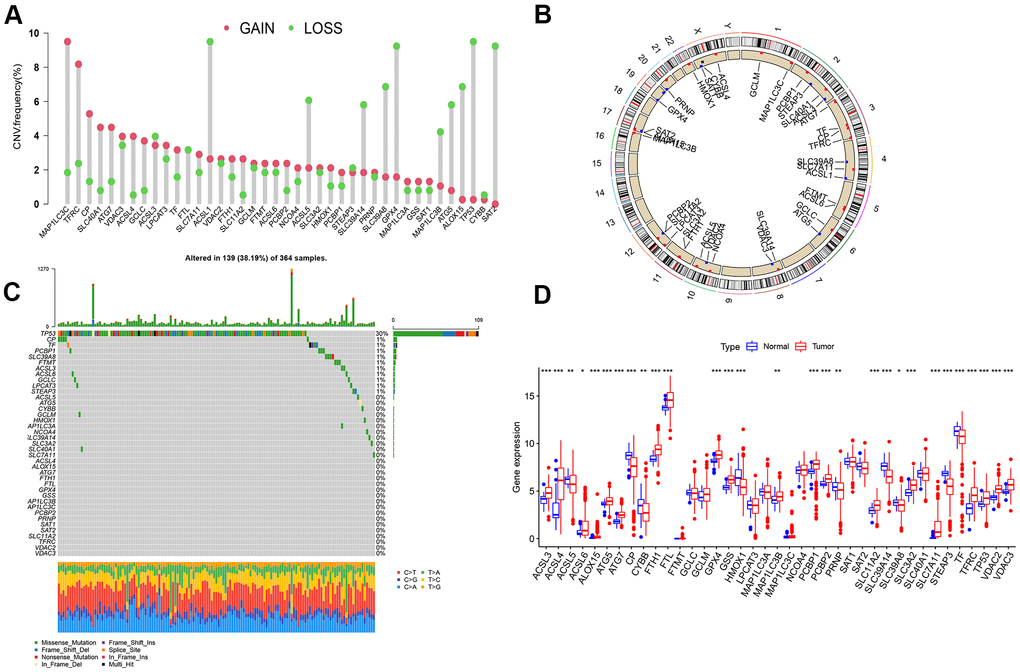 Analysis on ferroptosis genes variation and its expression in LIHC. (A) Frequency of copy number change of 40 ferroptosis genes in LIHC; the height of the column represents the frequency of change; the green dots represent the frequency of deletions; red dots represent copy number increase frequency. (B) 23 pairs of human chromosomal ferroptosis gene copy number change position. Red dot represents that the sample with the increased copy number was larger than that with the deletion copy number, while blue dot represents the opposite. (C) Somatic cell mutation of ferroptosis genes in 364 LIHC samples was detected, and 139 (38.19%) had mutations. The maximal mutation frequency was TP53. The upper bar graph presents TMB, and the number on the right represents the mutation frequency of the respective regulator. The bar graph on the right illustrates the proportion of the respective mutation type, and the bar graph below represents mutation transformation. (D) Expression of Ferroptosis genes in normal and LIHC samples (***P P P 