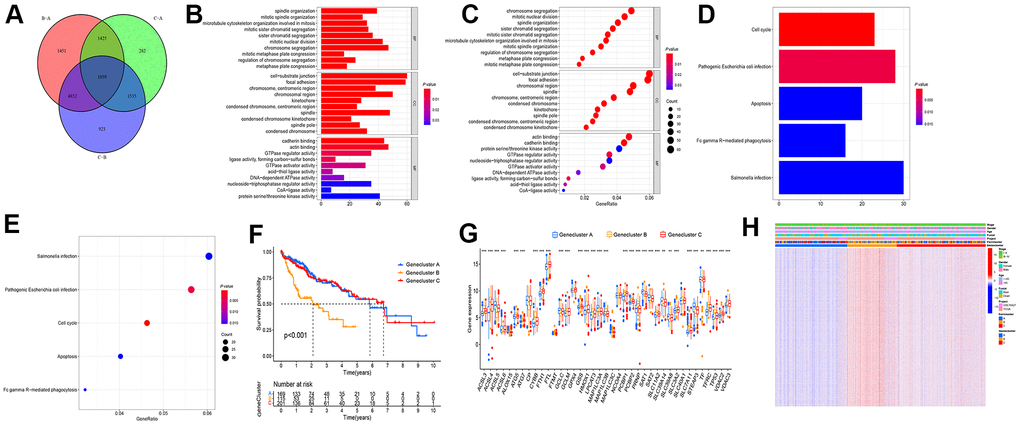 Screening differential gene among the subtypes of differential genes. (A) Wayne diagram was adopted to screen the difference genes in the three types, and 1039 genes were obtained after taking the intersection. (B–E) GO and KEGG enrichment analysis were performed on the intersection gene. (F) Cluster analysis was conducted on the intersection gene, and the patients fell to ferroptosis Genecluster A-C, with Genecluster A, B, and C as 169, 115, and 201 patients, respectively. (G) Expressions of ferroptosis genes in three gene clusters. (H) Thermogram showed the expression of clinical features among the three gene clusters. (***P P P 