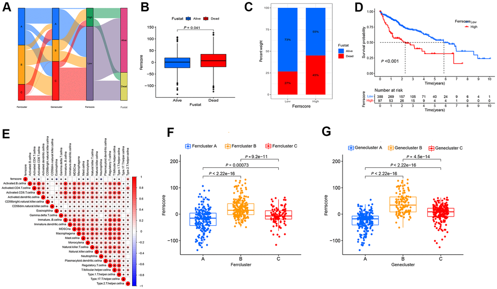 The built ferroptosis scoring model. (A) Sanky diagram is used to show the attribute changes of individual liver cancer patients, showing the relationship between ferrcluster, genecluster, ferrscore and survival status. (B) Box chart shows ferrscore of dead and surviving patients, and the difference showed statistical significance (P C) The survival status of patients in the high and low ferrscore groups, red represents death and blue represents survival. (D) Kaplan-Meier curve was used to analyze the survival of patients with high and low ferrscore liver cancer (P E) The Spearman correlation analysis was conducted to examine the relationship between ferrscore and immune infiltrating cells. (F) The Kruskal-Wallis test was carried out to compare the statistical differences in the three types of Ferrcluster A-C (P G) The Kruskal-Wallis test was performed to compare the statistical differences among the three gene subtype ferroptosis Genecluster A to C (P 