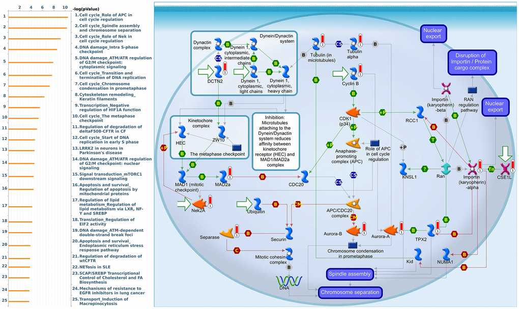 Cell cycle-related networks correlated with the 26S proteasome delta subunit, non-ATPase 3 (PSMD3) family gene in breast cancer (BRCA). MetaCore pathway analysis of biological processes revealed that pathways related to "Cell cycle