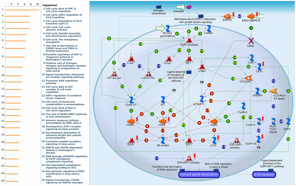 Cell cycle-related networks correlated with the 26S proteasome delta subunit, non-ATPase 7 (PSMD7) family gene in breast cancer (BRCA). MetaCore pathway analysis of biological processes revealed that pathways related to "Cell cycle