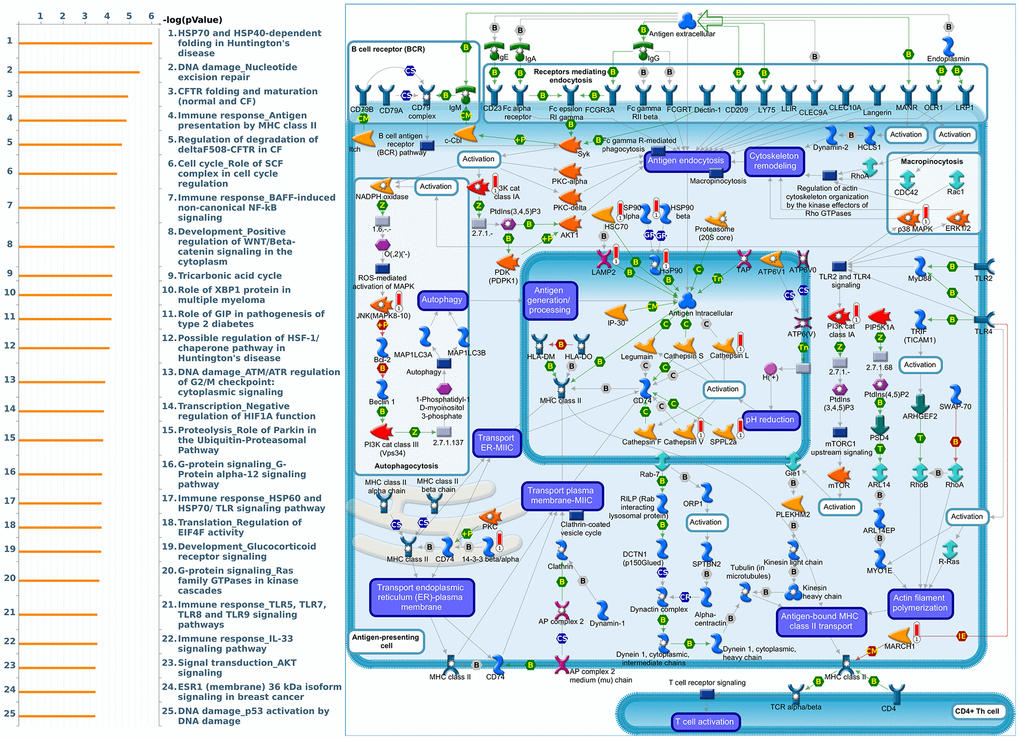 Cell cycle-related networks correlated with the 26S proteasome delta subunit, non-ATPase 10 (PSMD10) family gene in breast cancer (BRCA). MetaCore pathway analysis of biological processes revealed that pathways related to "Immune response