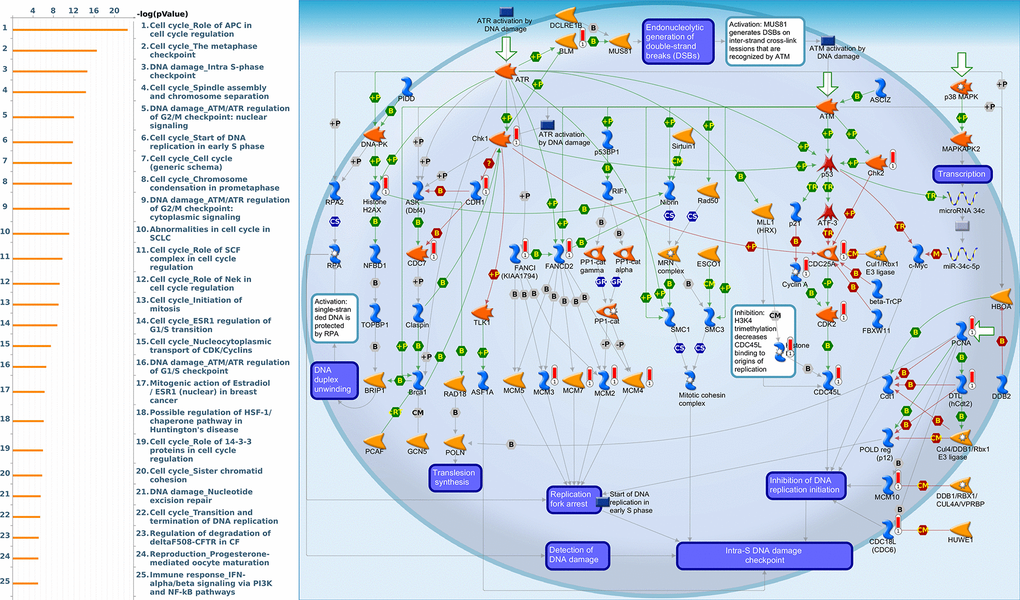 Cell cycle-related networks correlated with the 26S proteasome delta subunit, non-ATPase 12 (PSMD12) family gene in breast cancer (BRCA). MetaCore pathway analysis of biological processes revealed that pathways related to "DNA damage