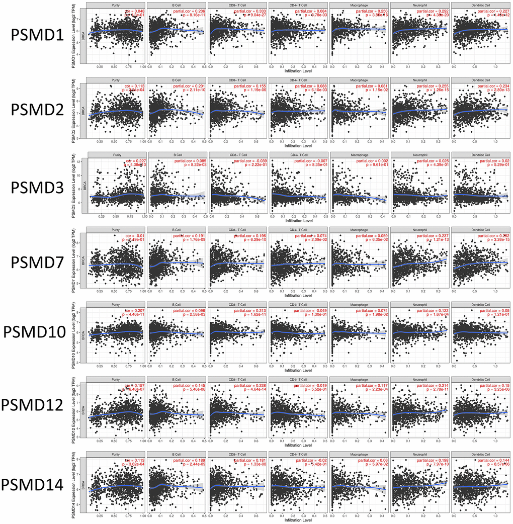 Correlations between expressions of 26S proteasome delta subunit, non-ATPase (PSMD) family members and immune infiltration profiles of breast cancer via the TIMER database. The figure shows correlations between each abnormally expressed gene of the PSMD family and levels of several tumor-infiltrating immune cell markers, such as B cells, cluster of differentiation 8-positive (CD8+) T cells, CD4+ T cells, macrophages, neutrophils, and dendritic cells.