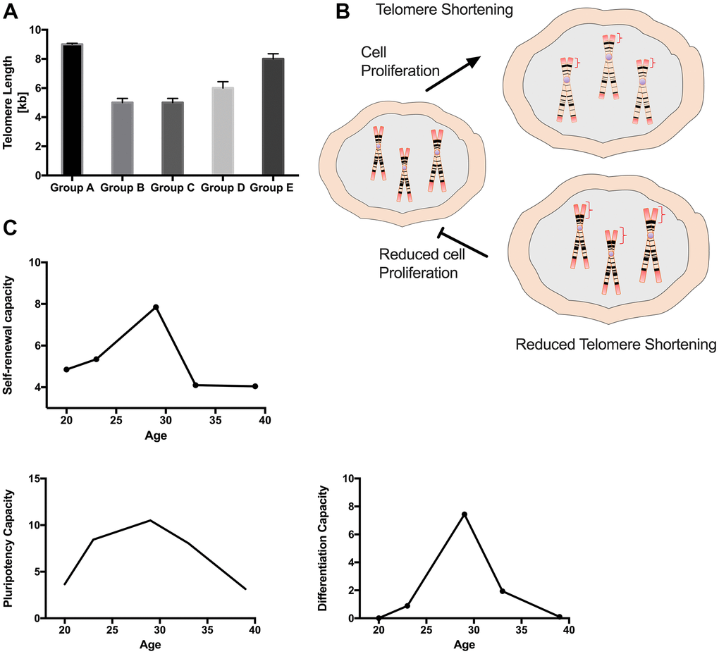 Maternal age influences PDMSCs telomere length and correlates with MSCs characteristics. (A) Graph showing the telomere length for all 5 age groups (B) Schematic representation of hypothesis for reduced telomere shortening. (C) Graph Showing correlation between age factor and cellular self-renewal capacity, cellular multipotency capacity and cellular differentiation capacity. Group A: 18-21; Group B: 22-25; Group C: 26-30; Group D: 31-35; Group E: 36 and over. *, pppp