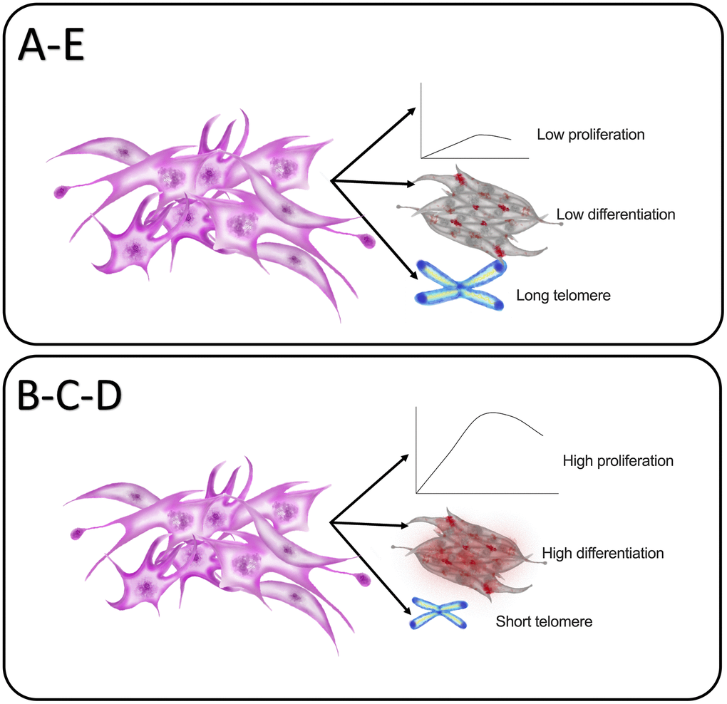 Graphical summary of the impact of maternal age in PDMSCs cellular properties. Group A: 18-21 and Group E: 36 and over showed reduced self-renewal and proliferative capacities with reduced lineage differentiation ability. In contrast both groups showed longer telomere length. Group B: 22-25, Group C: 26-30 and Group D: 31-35 demonstrated higher self-renewal and proliferative capacity with higher lineage differentiation ability with reduced telomere length.