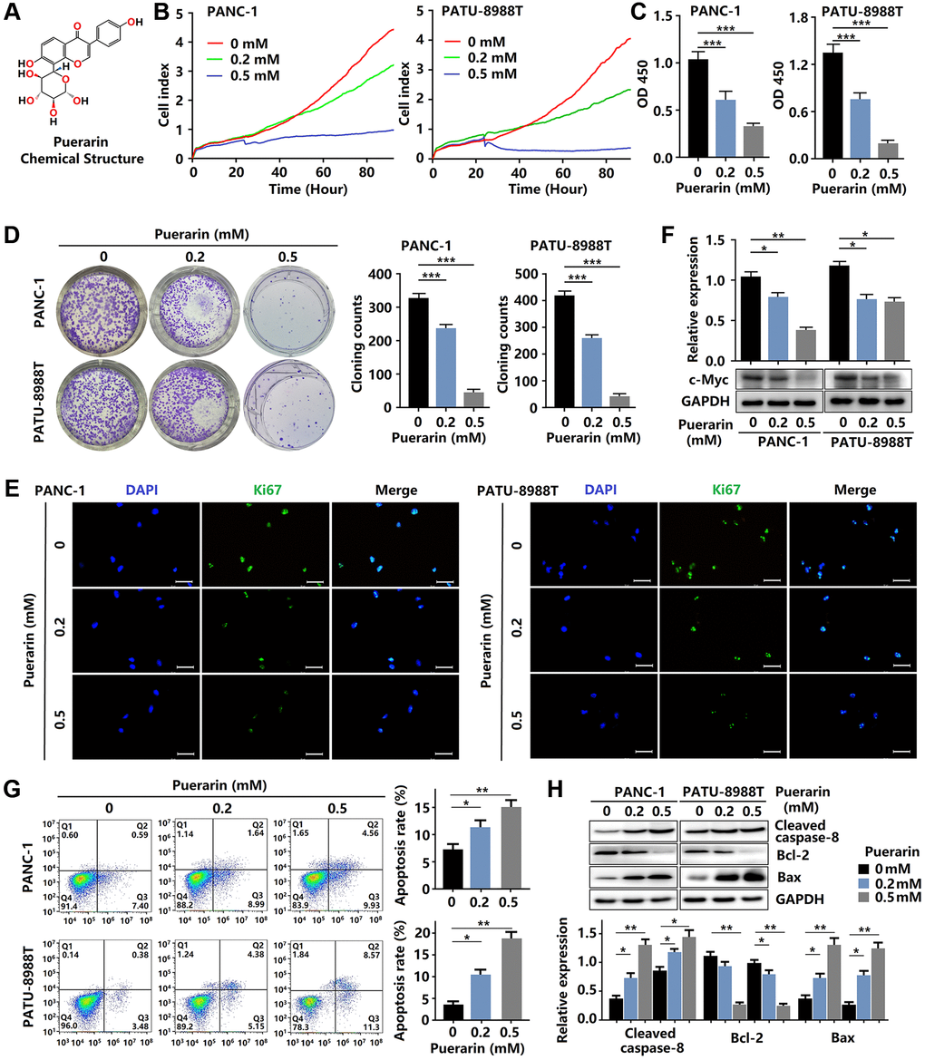 Puerarin inhibits cellular proliferation and induces mitochondrial-dependent apoptosis in PDACs. (A) The chemical structure of puerarin. (B) The growth of PDACs with or without puerarin treatment was determined by (RTCA). (C) The viability of PDACs was analyzed by the CCK-8 assay. (D) The proliferation of PDACs in different groups was analyzed by the colony formation assay. (E) Immunocytochemical staining of Ki67 in PDACs. Bar = 100 μm. (F) Protein expression of c-Myc in PDACs. (G) Flow cytometry analysis of cell apoptosis in PDACs with or without puerarin treatment. (H) Western blot analysis showing the expression of Cleaved caspase-8, Bcl-2, and Bax in PDACs. Data were presented as the mean ± standard deviation and were analyzed by one-way ANOVA with Bonferroni’s post-hoc test. *p **p ***p 