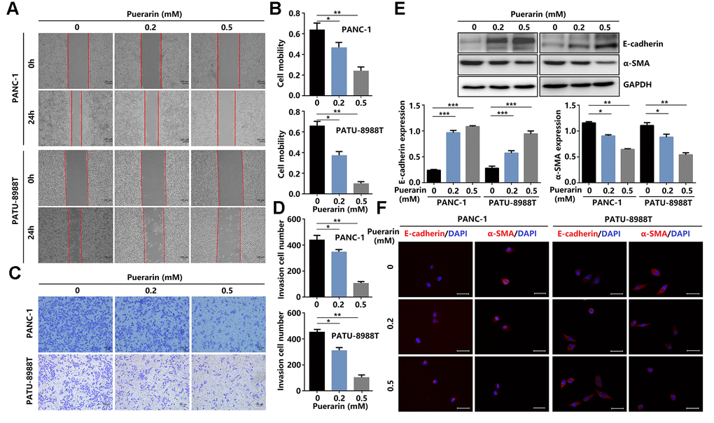 Puerarin inhibits PCC invasion and migration by antagonizing the Slug-E-cadherin axis. (A, B) The effect of puerarin on the migrated rate of PDACs was determined by the wound healing assay. (C, D) The effects of puerarin on the invading number of PDACs were analyzed by the transwell chamber assay. (E) Western blot analysis showing the expression of E-cadherin and α-SMA in puerarin-treated PDACs. (F) Immunocytochemical staining of E-cadherin and α-SMA in puerarin-treated PDACs. Bar = 25 μm. The data are presented as the mean ± standard deviation and were analyzed by one-way ANOVA with Bonferroni’s post-hoc test. *p **p ***p 