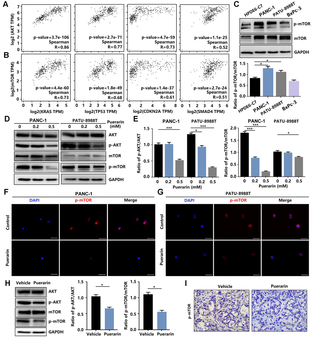 Puerarin inhibits the activation of Akt/mTOR signaling in vitro and in vivo. (A) The correlation between the expression of Akt and the activity of KRAS, TP53, CDKN2A, and SMAD4 in the GEPIA 2 database was evaluated. (B) The correlation between the expression of mTOR and the activity of KRAS, TP53, CDKN2A, and SMAD4 in the GEPIA 2 database was evaluated. (C) The expression and phosphorylation of mTOR in normal pancreatic ductal cells (HPDE6-C7) and PCCs (PANC-1, PATU-8988T, and BxPc-3). (D, E) Western blot analysis showing the expression and phosphorylation of Akt and mTOR in PDACs with or without puerarin treatment. (F, G) Immunocytochemical staining of mTOR in PDACs. Bar = 50 μm. (H) Western blot analysis showing the expression and phosphorylation of Akt and mTOR in the puerarin-treated animal xenograft model. (I) IHC staining for mTOR in the puerarin-treated model. Bar = 50 μm. The data are presented as the mean ± standard deviation and were analyzed by one-way ANOVA with Bonferroni’s post-hoc test and two-sided Student’s t-test. *p **p ***p 