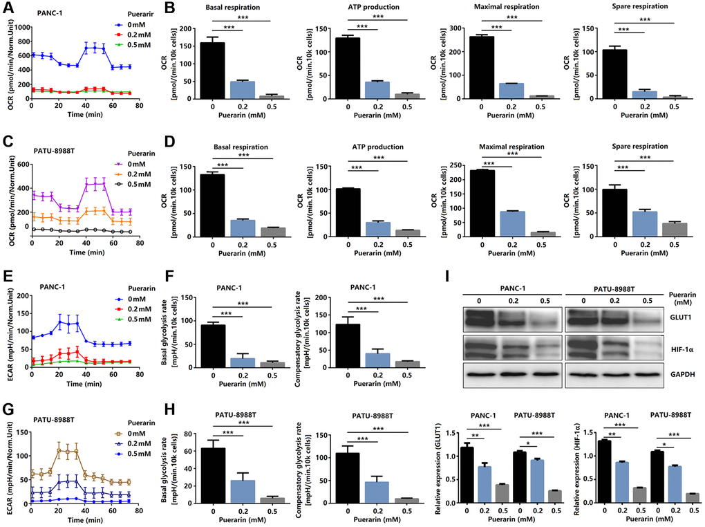 Puerarin controls glucose metabolism in PCCs. (A–D) Glucose metabolism assay showing downregulated levels of OCR, basal respiration, spare respiration, maximal respiration, and ATP production in puerarin-treated PDACs. (E–H) Glucose metabolism assay showing reduced ECAR, basal glycolysis, and compensatory glycolysis in puerarin-treated PDACs. (I) Protein expression of GLUT1 and HIF-1α in puerarin-treated PDACs. The data are presented as the mean ± standard deviation and analyzed by one-way ANOVA with Bonferroni’s post-hoc test and two-sided Student’s t-test. *P **P ***P 