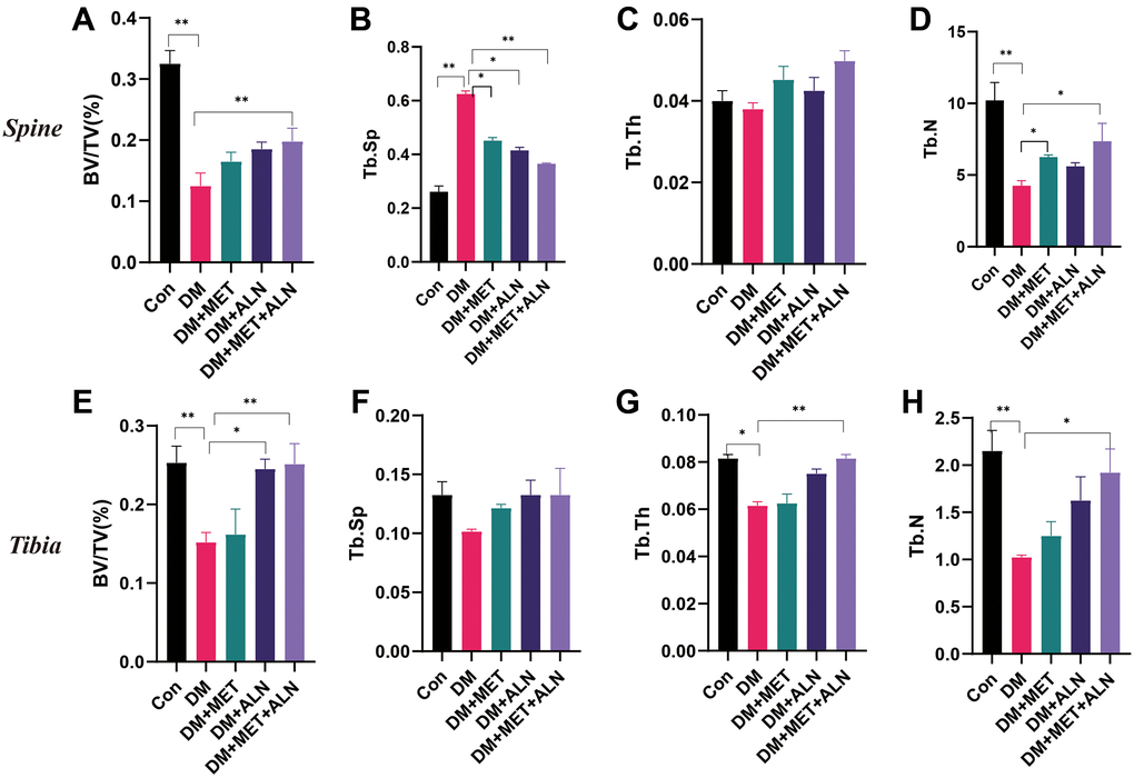 The effect of metformin and alendronate on bone microstructure. (A) BV/TV in spine. (B) Tb.Sp in spine. (C) Tb.Th in spine. (D) Tb.N in spine. (E ) BV/TV in tibia. (F) Tb.Sp in tibia. (G) Tb.Th in tibia. (H) Tb.N in tibia.