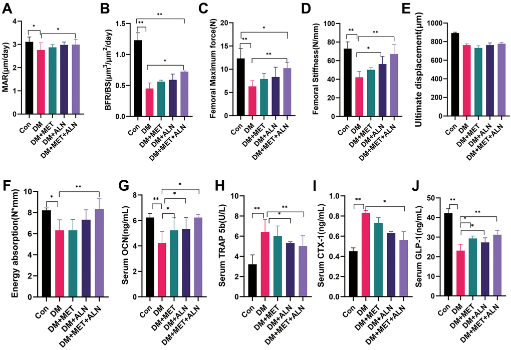 The effect of metformin and alendronate on serum biomarker, pathology and biomechanics. (A) mineral apposition rate (MAR). (B) bone formation rate per bone surface (BFR/BS). (C) maximum load. (D) stiffness. (E) ultimate displacement. (F) energy absorption. (G) serum OCN. (H) Serum TRAP 5b. (I) Serum CTX-1. (J) Serum GLP-1.