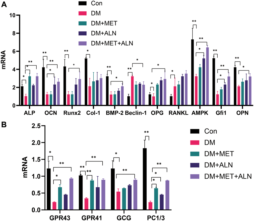 The relative mRNA level of tibia. (A) bone metabolism relative mRNA level. (B) glucose metabolism relative mRNA level.