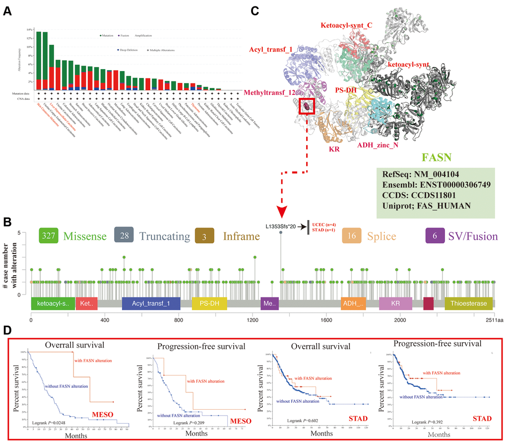 Mutation feature of FASN across various tumors. The alteration frequency with mutation type (A) and mutation site (B) is displayed. The mutation site with the highest alteration frequency (L1353Sfs*20) in the 3D structure of FASN (C). The potential correlation between mutation status and the OS and PFS of MESO and STAD (D).