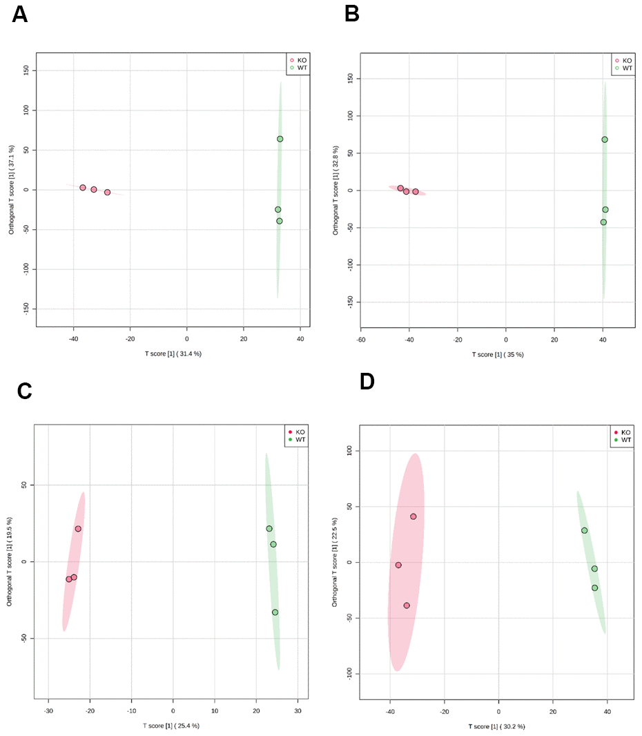 Scatter plot of scores based on the OPLS-DA model. (A) ESI+ scan in 50-week-old mice; (B) ESI- scan in 50-week-old mice; (C) ESI+ scan in 100-week-old mice; (D) ESI- scan in 100-week-old mice. Magenta circles indicate MTKO mice and green circles indicate WT mice.