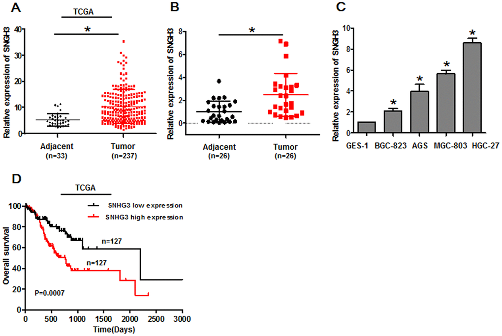 Gastric cancer cells and tissues exhibit SNHG3 upregulation that is correlated with poor patient prognosis. (A) SNHG3 expression was assessed in gastric cancer tissues in the TCGA database, *PB) SNHG3 expression was assessed in 26 paired gastric cancer tumor and paracancerous tissues via qPCR, *PC) SNHG3 expression was assessed via qPCR in gastric cancer cells (BGC-823, AGS, MGC-803, and HGC-27) and control GES-1 cells. *PD) Gastric cancer patient survival for individuals in the TCGA database was assessed via the Kaplan-Meier method (log-rank, P=0.0007).