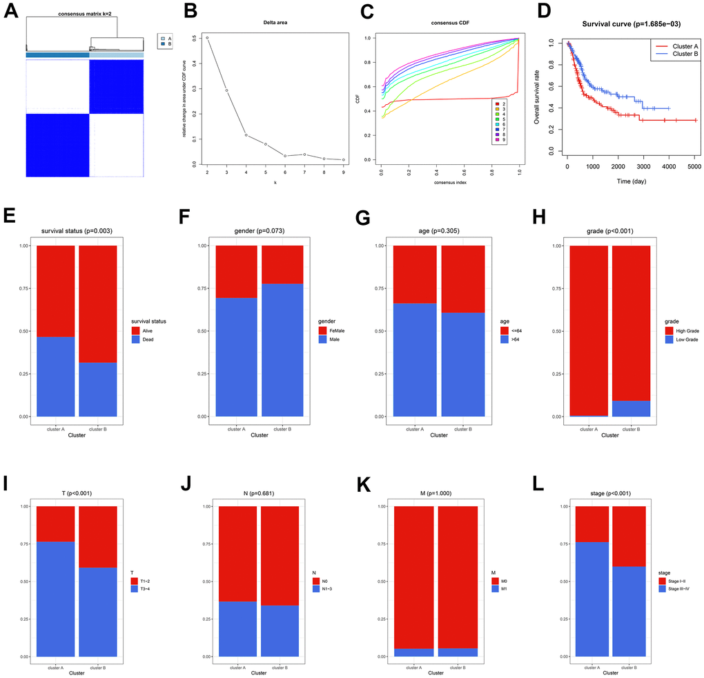 The circadian rhythm was significantly associated with BCa prognosis. (A–C) The BCa patients were divided into two circadian subgroups via unsupervised clustering. (D) The Kaplan-Meier analysis displayed that the cases in Cluster A exhibited a worse prognosis. (E) More deaths were observed in Cluster A. (F–L) The association of circadian clustering with gender (F), age (G), grade (H), pathological T stages (I), pathological N stages (J), M stages (K), and tumor stages (L). BCa, bladder cancer.