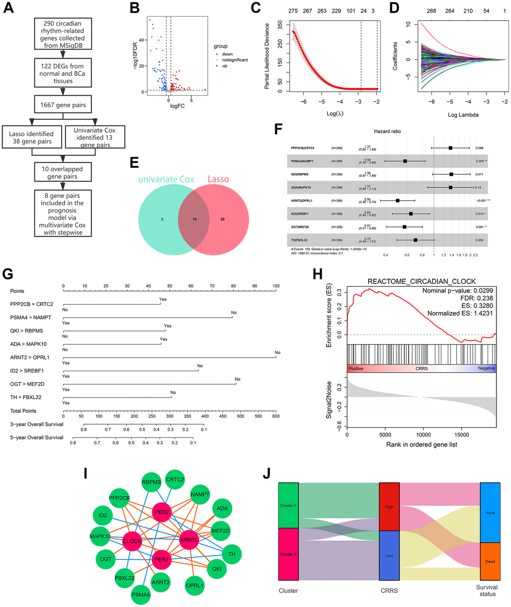 Development of a circadian rhythm-related signature. (A) The process of the prognostic model construction. (B) The volcano plot displaying 122 of 290 circadian rhythm-related genes were differentially expressed between adjacent normal and BCa tissues. (C, D) Lasso regression identified 38 gene pairs correlated with BCa prognosis. The lines with different colors represented different variables. (E) 10 gene pairs were con-determined via univariate Cox regression and Lasso algorithm. (F, G) The forest plot (F) and the nomogram (G) of the established model. (H) The circadian clock pathway was significantly up-regulated in patients with high CRRS. (I) The correlation between the genes in CRRS and known circadian transcription factors. The green bubbles and red bubbles represented the CRRS genes and transcription factors, respectively. The red lines and blue lines represented the positive and negative correlations, respectively. (J) The Sankey plot indicated the association between circadian clustering, CRRS stratification, and survival status. BCa, bladder cancer; CRRS, circadian rhythm-related score.