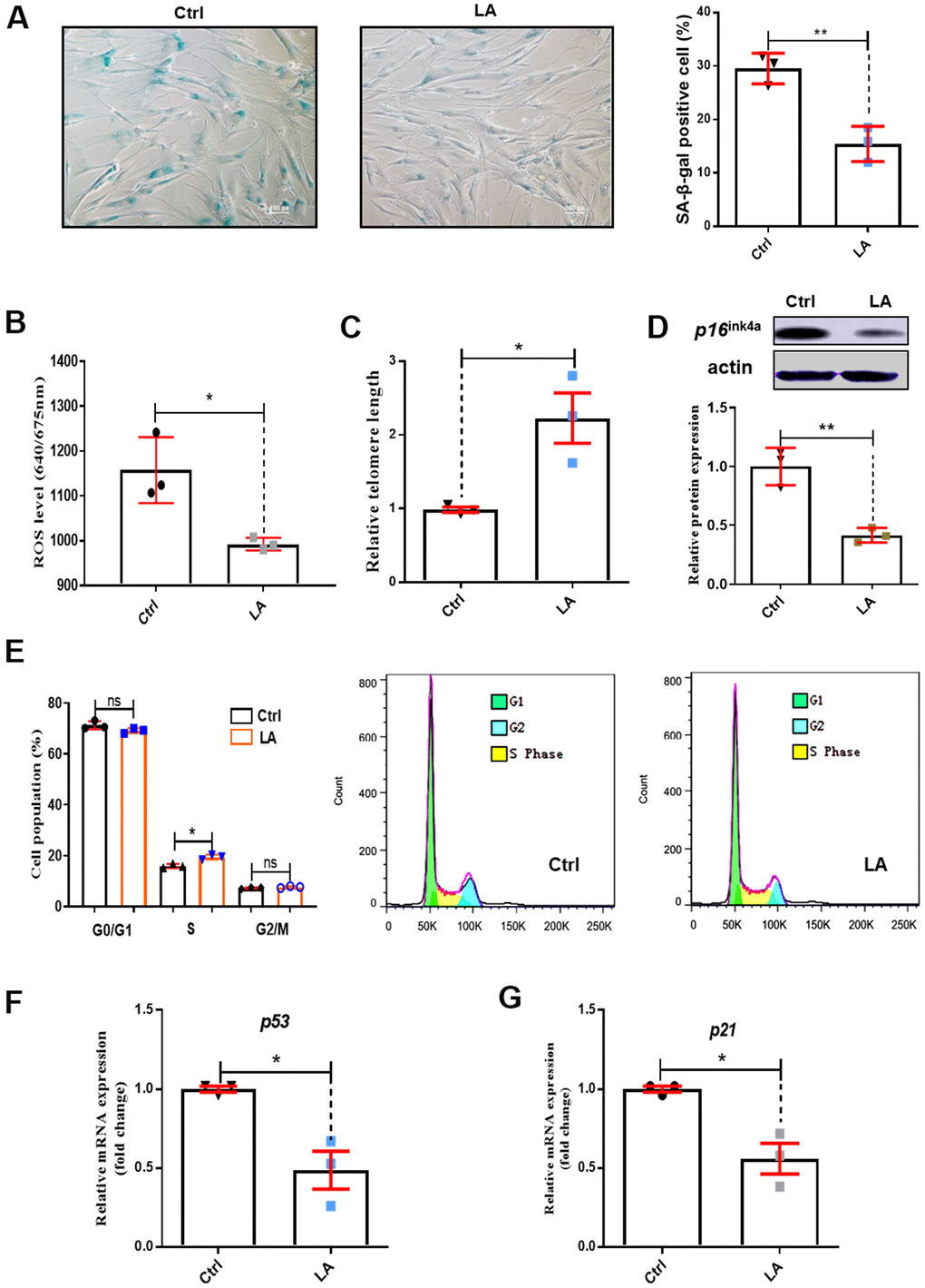 Effects of LA on hADSC viability. (A) SA-β-gal staining of hADSCs (Scale bar: 100 μm). The relative intensity of ROS was detected by a microplate reader. (B) Effects of LA on ROS. (C) Relative telomere lengths of hADSCs. (D) Relative protein expression of senescence gene P16 compared with the control. (E) Effects of LA on cell cycle. (F, G) Relative mRNA expression of senescent genes P21 and P53 compared with control. Data are presented as the mean ± SD of three independent experiments. *p 